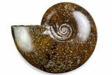 Polished Ammonite (Cleoniceras) Fossil - Madagascar #375906-1